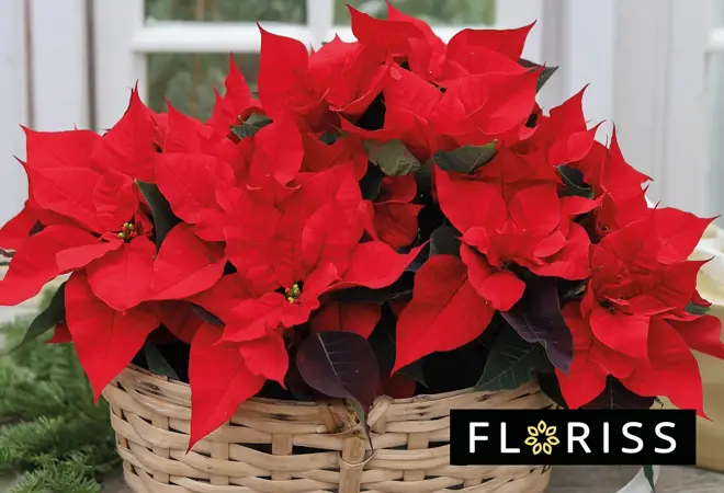 floriss-flergrenet-julestjerne-uke49-3.2