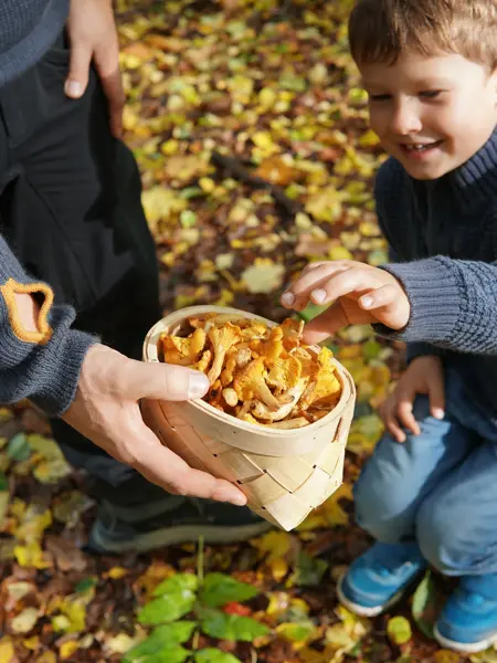 Barn og mann som plukker sopp