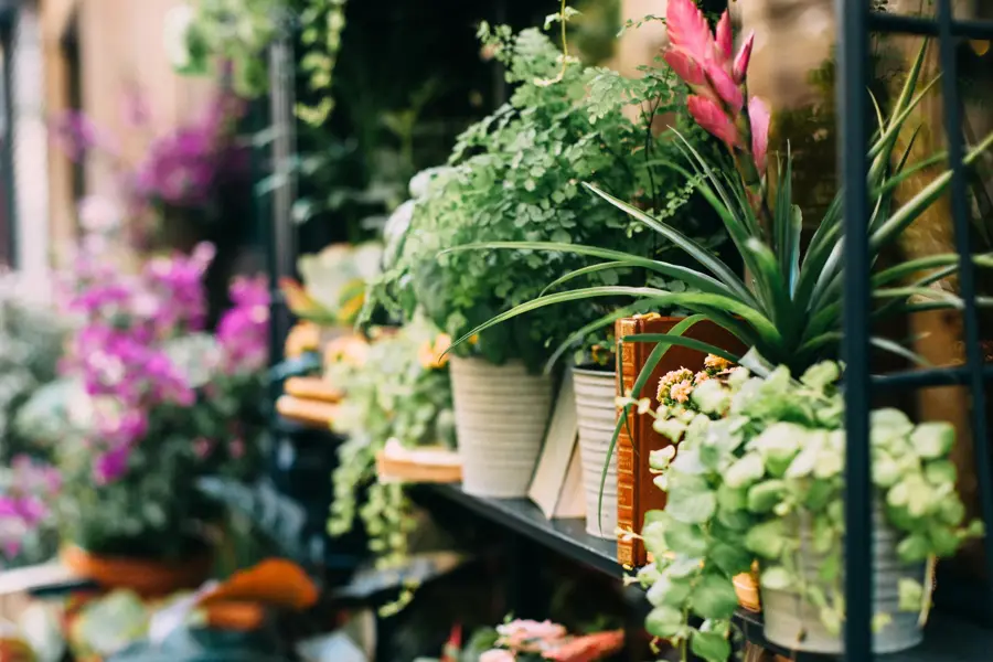 Hyller med blomsterpotter med ulike planter
