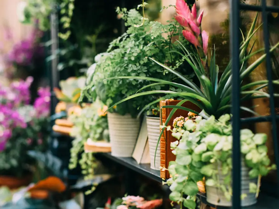 Hyller med blomsterpotter med ulike planter
