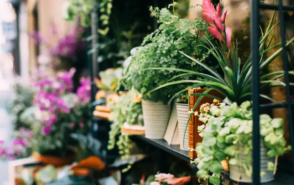 Hyller med blomsterpotter med ulike planter