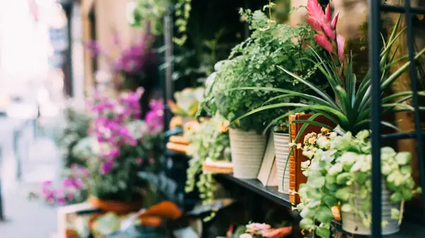 Hyller med blomsterpotter med ulike planter