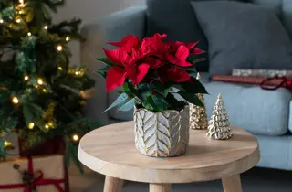 Mester Grønn_uke 48_Julestjerne