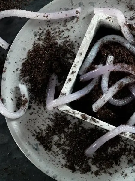 Gelemarker med spiselig jord, til halloween