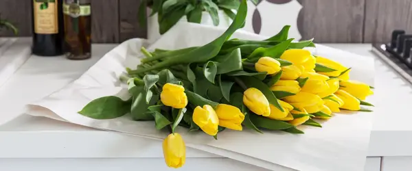 Tulipaner_gule_liggende_1500x625.jpg