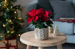 mester-gronn-julestjerne-uke47-52-3.2