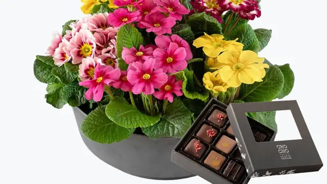 Blomsteroppsats med Prumula