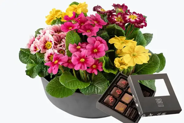 Blomsteroppsats med Prumula
