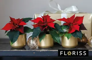 floriss-miniplanter-uke49-3.2