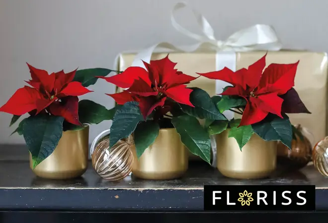 floriss-miniplanter-uke49-3.2