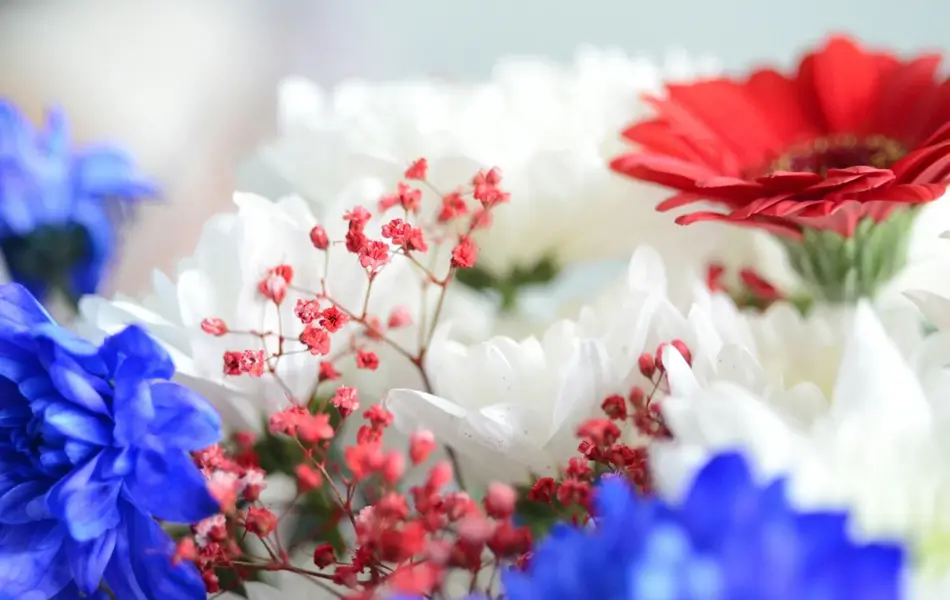 Nærbilde av røde, hvite og blå blomster. Foto til artikkel om dekorasjoner til 17. mai.