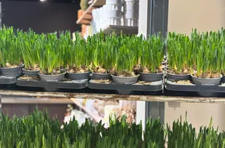 Floriss påskeliljer tilbud