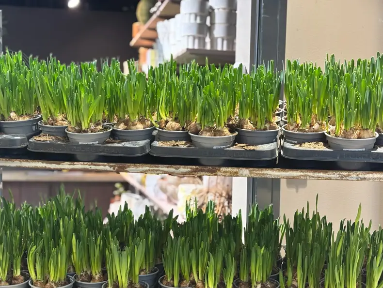 Floriss påskeliljer tilbud