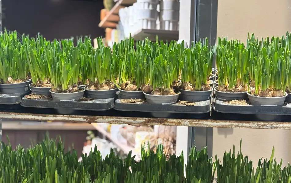 Floriss påskeliljer tilbud