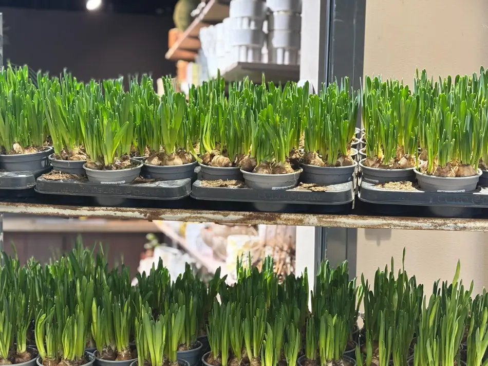 Floriss påskeliljer tilbud