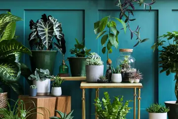 forskjellige grønne planter