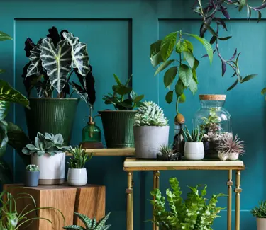 forskjellige grønne planter