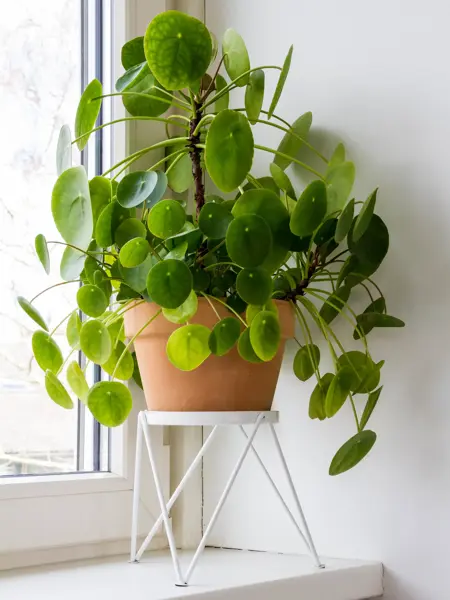 Pilea peperomioides, money plants in the ceramic pot on the windowsill. Big plant with babies.