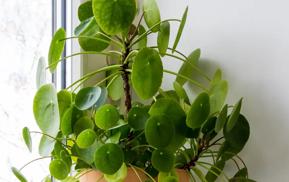 Pilea peperomioides, money plants in the ceramic pot on the windowsill. Big plant with babies.
