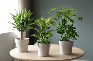 Grønne planter Mester Grønn