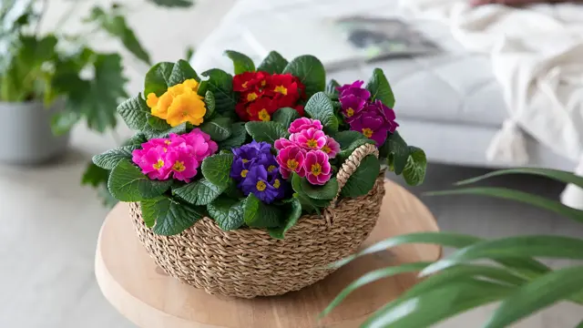 Mester Grønn 02.01 Primula_0659_1920x1080.jpg