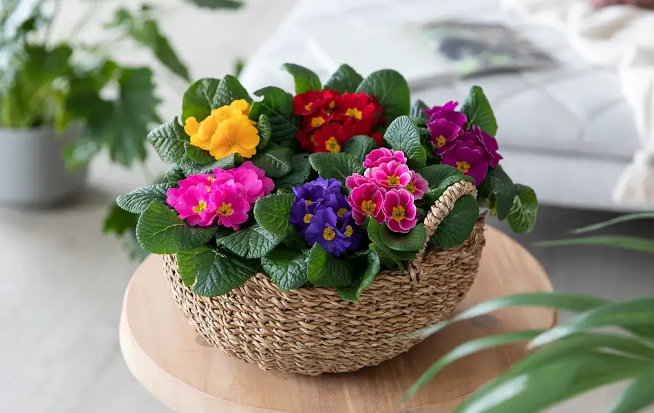 Mester Grønn 02.01 Primula_0659_1920x1080.jpg