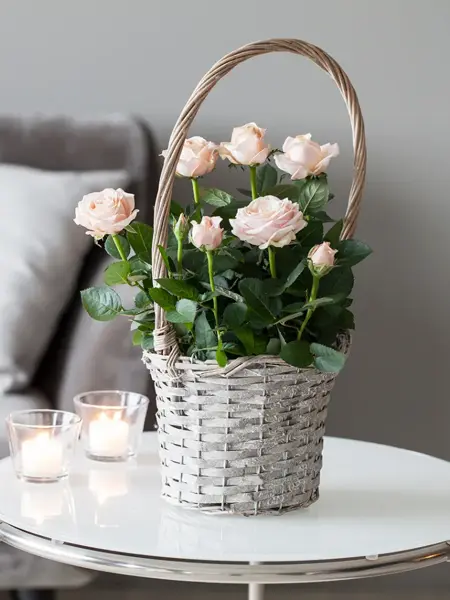 Blomstergaver, potteroser fra mester grønn