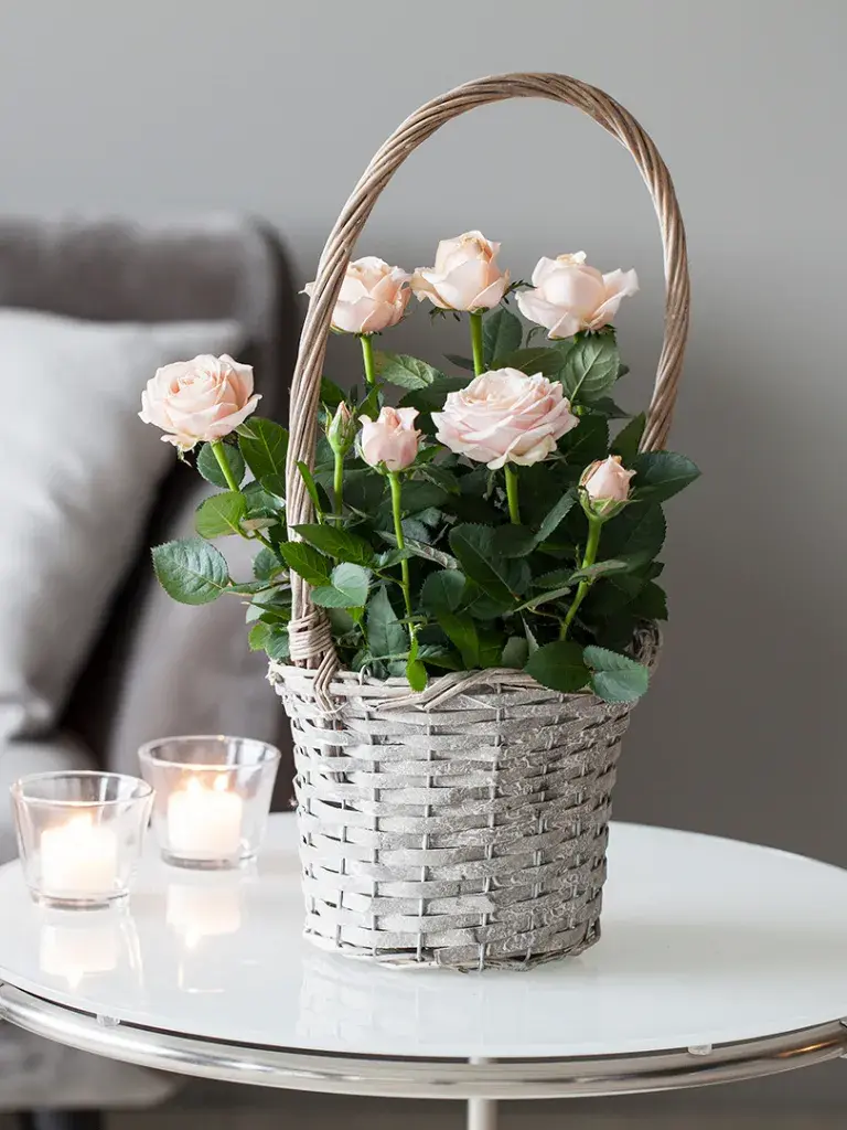 Blomstergaver, potteroser fra mester grønn