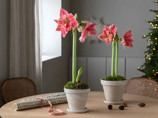 Bord med to potter med Amaryllis
