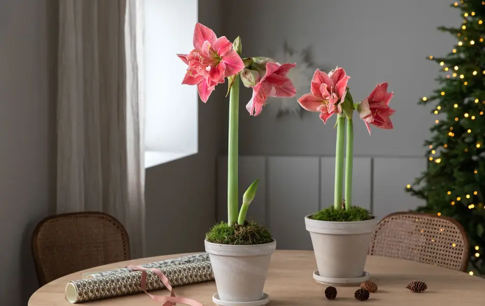 Bord med to potter med Amaryllis