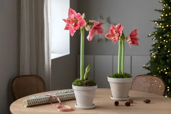 Bord med to potter med Amaryllis