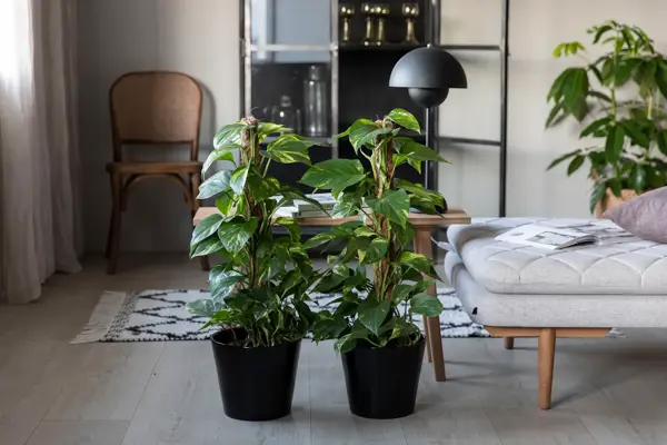 TS_Storo_artikkel_en-gronn-oase-i-hjemmet-ditt