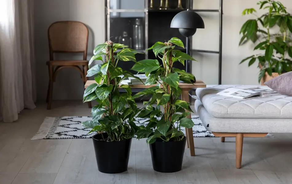 TS_Storo_artikkel_en-gronn-oase-i-hjemmet-ditt