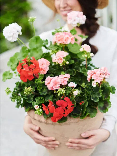 Dame som holder en potteplante