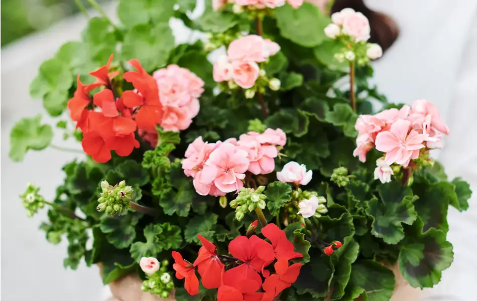 Dame som holder en potteplante