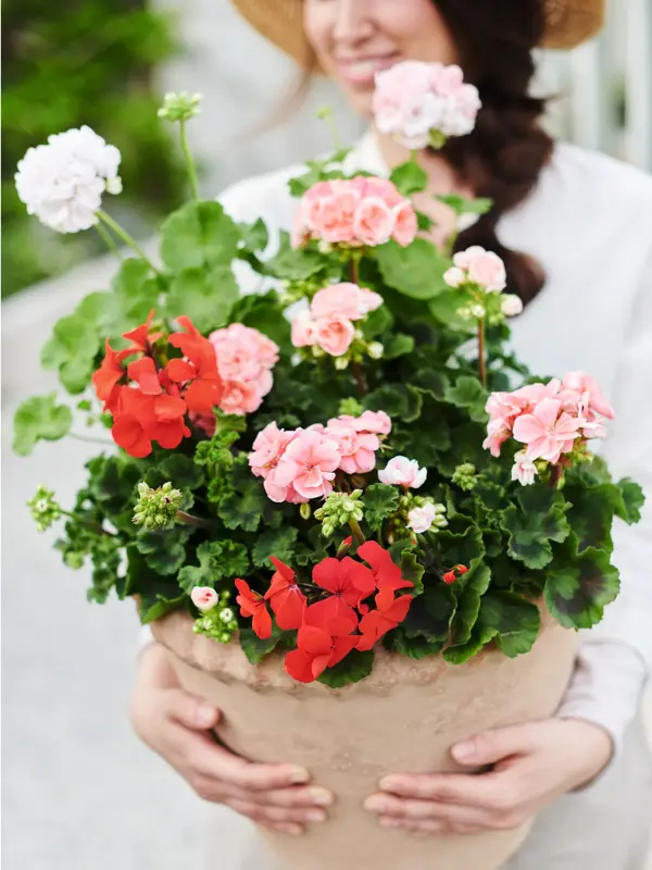 Dame som holder en potteplante