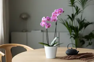 Mester Grønn_Orkide to-grenet