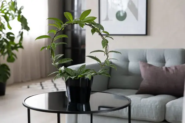 Grønne planter fra Mester Grønn