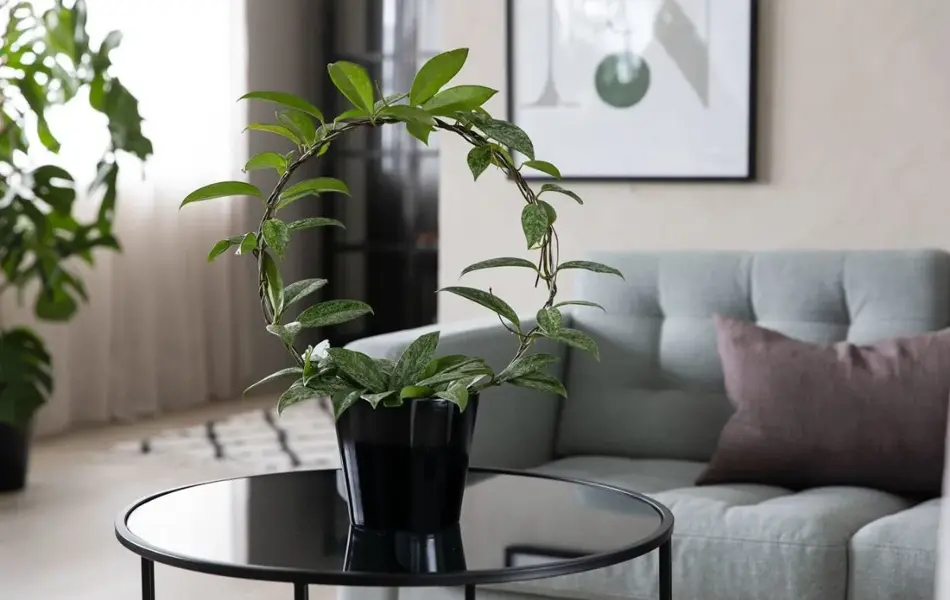 Grønne planter fra Mester Grønn