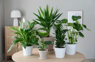 MG_Grønne planter opptil 50%