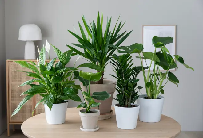 MG_Grønne planter opptil 50%