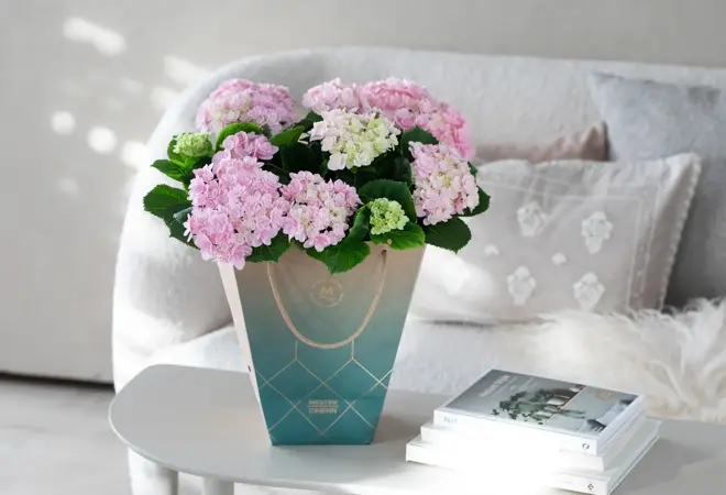 Mester Grønn_Hortensia rosa i gavebag kr 300