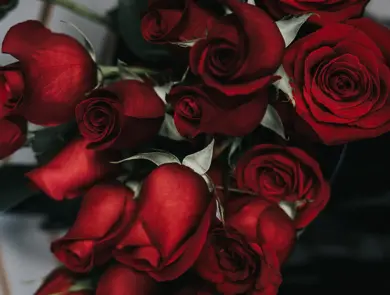 Røde roser i nærbilde