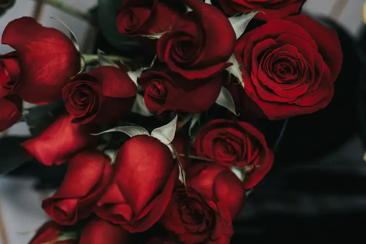 Friske roser kan holde seg pene i blomstervasen i inntil tre uker. Nøkkelen er riktig beskjæring og temperatur.