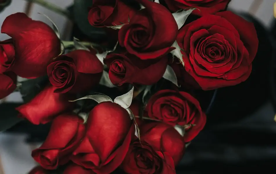 Røde roser i nærbilde