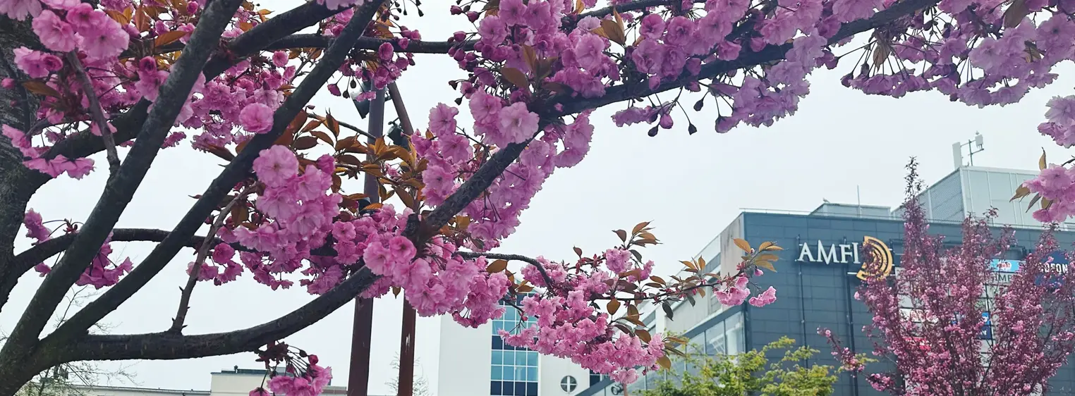 Fasadebilde av kjøpesenteret AMFI Vågen i Sandnes. Flotte rosa trær med kirsebærblomster i forgrunnen.