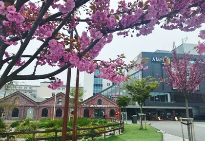 Fasadebilde av kjøpesenteret AMFI Vågen i Sandnes. Flotte rosa trær med kirsebærblomster i forgrunnen.