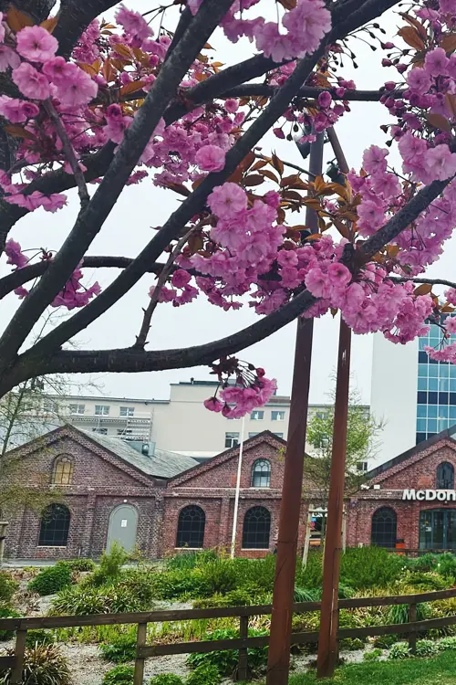 Fasadebilde av kjøpesenteret AMFI Vågen i Sandnes. Flotte rosa trær med kirsebærblomster i forgrunnen.