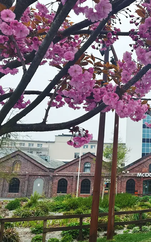 Fasadebilde av kjøpesenteret AMFI Vågen i Sandnes. Flotte rosa trær med kirsebærblomster i forgrunnen.