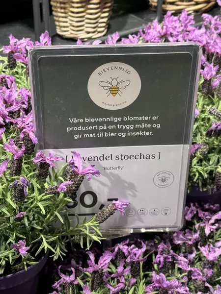 TS_Storo_artikkel_bievennlige-blomster